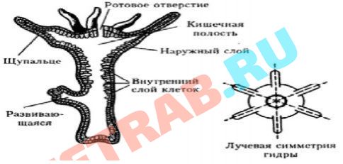 Пользователь не найден kraken